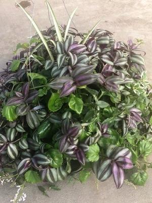 11" Foliage Combo Basket plant photo