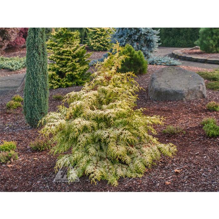 False Cypress &