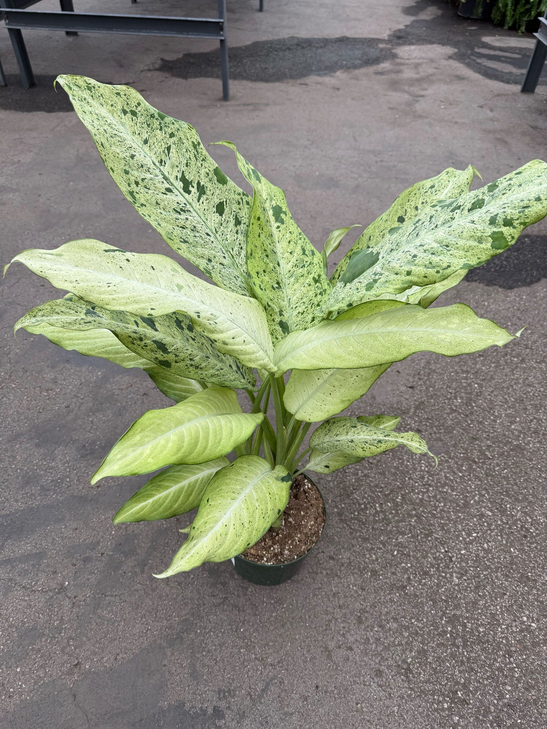 8" Dieffenbachia Camouflage