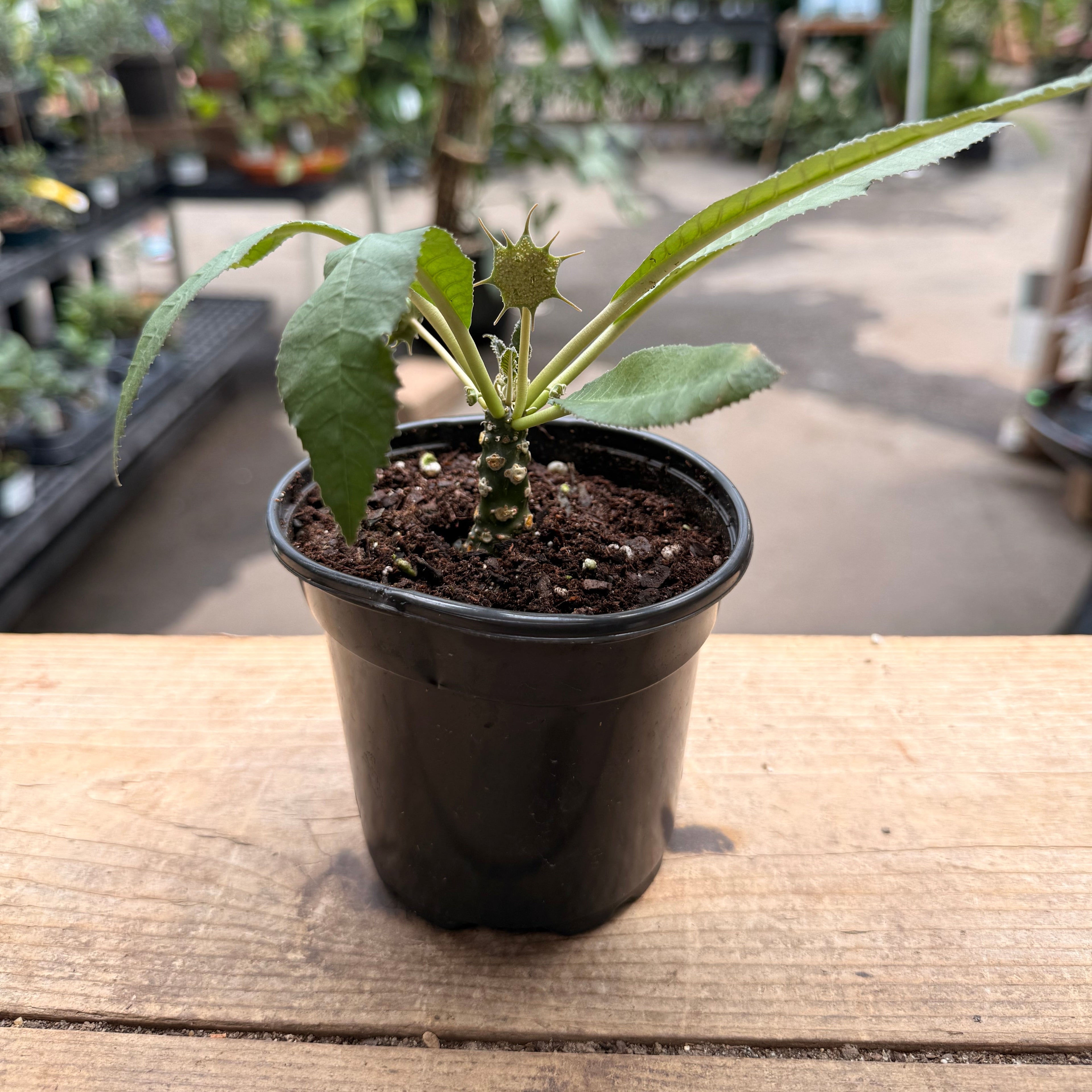 Dorstenia Foetida