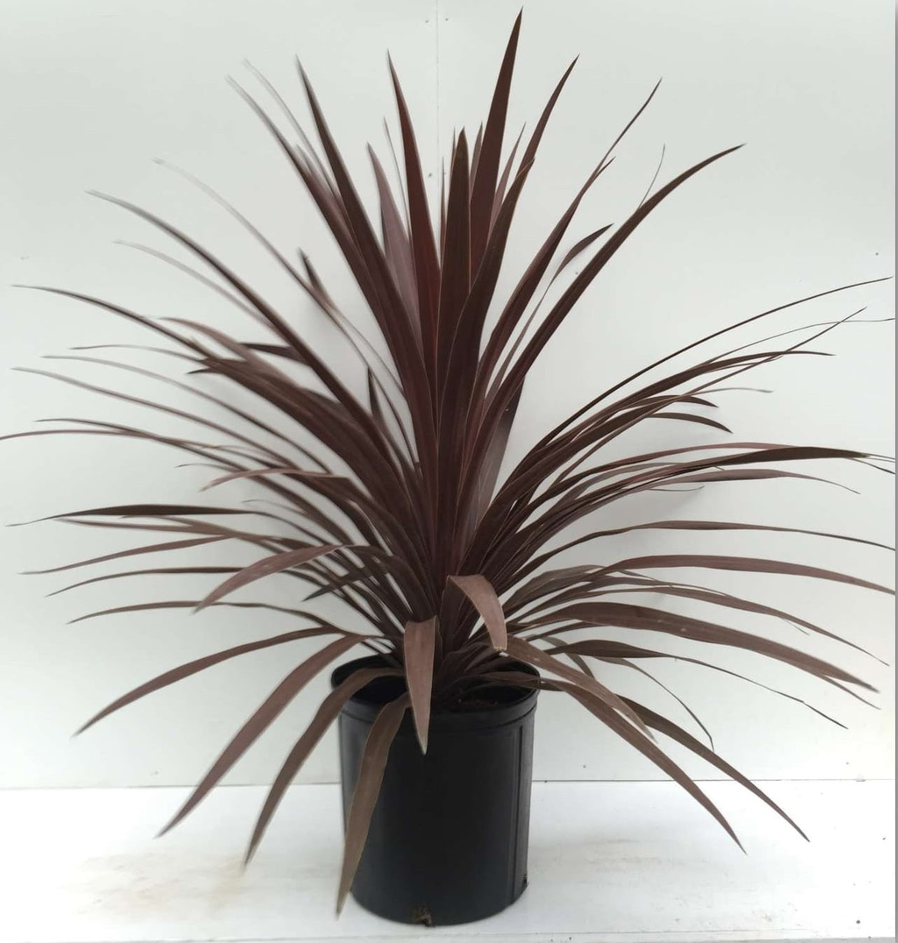 4" Cordyline Red Star plant photo