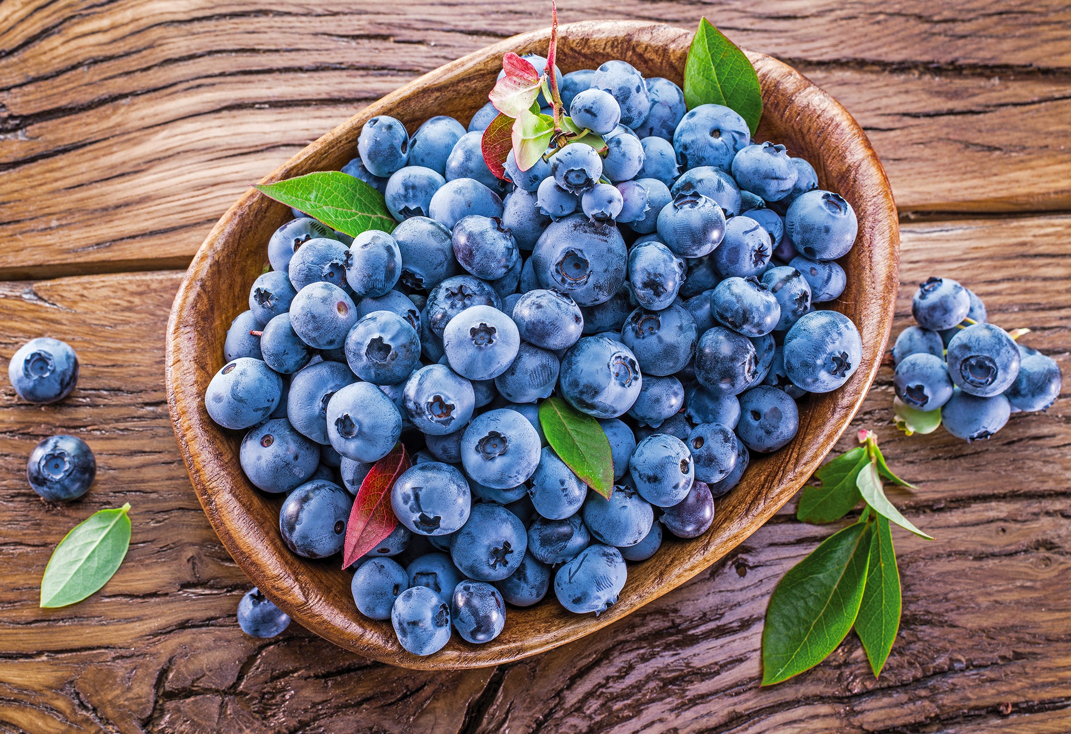 Blueberry Blueray 1 gal plant photo