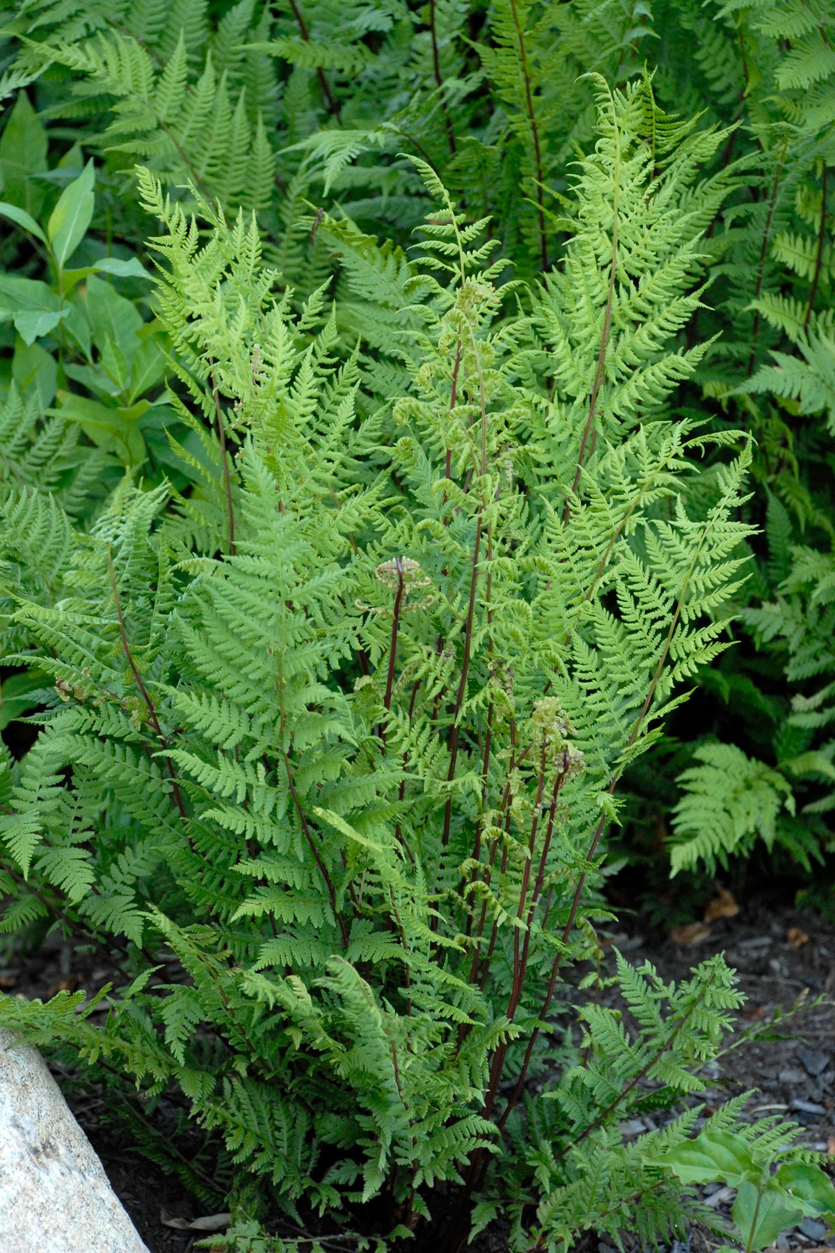 Lady In Red Fern