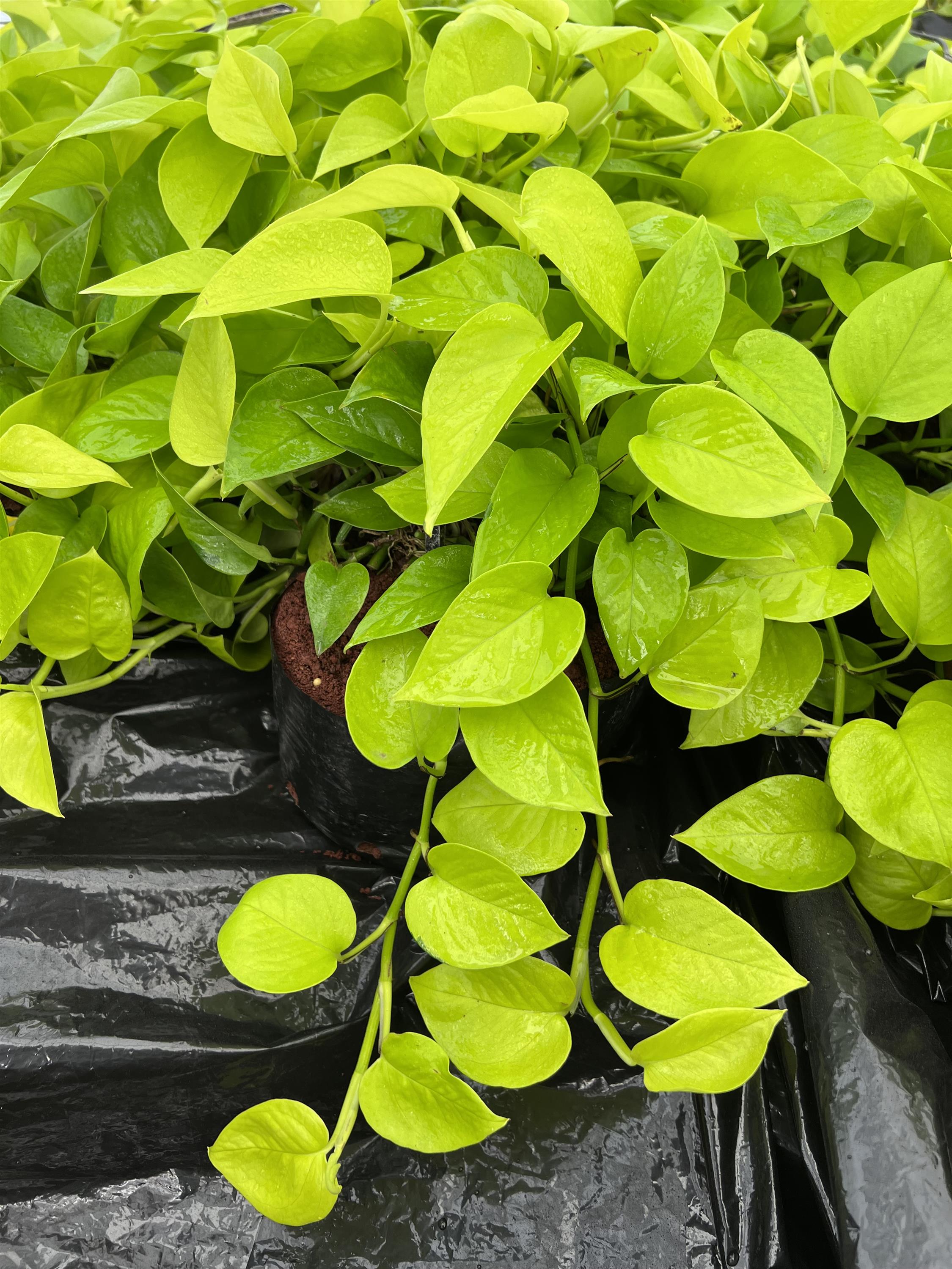 8" Pothos Neon plant photo