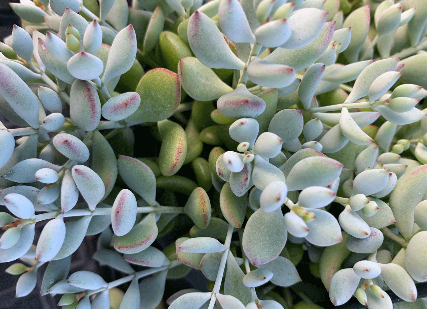 6" Succulent Cotyledon Pendens plant photo