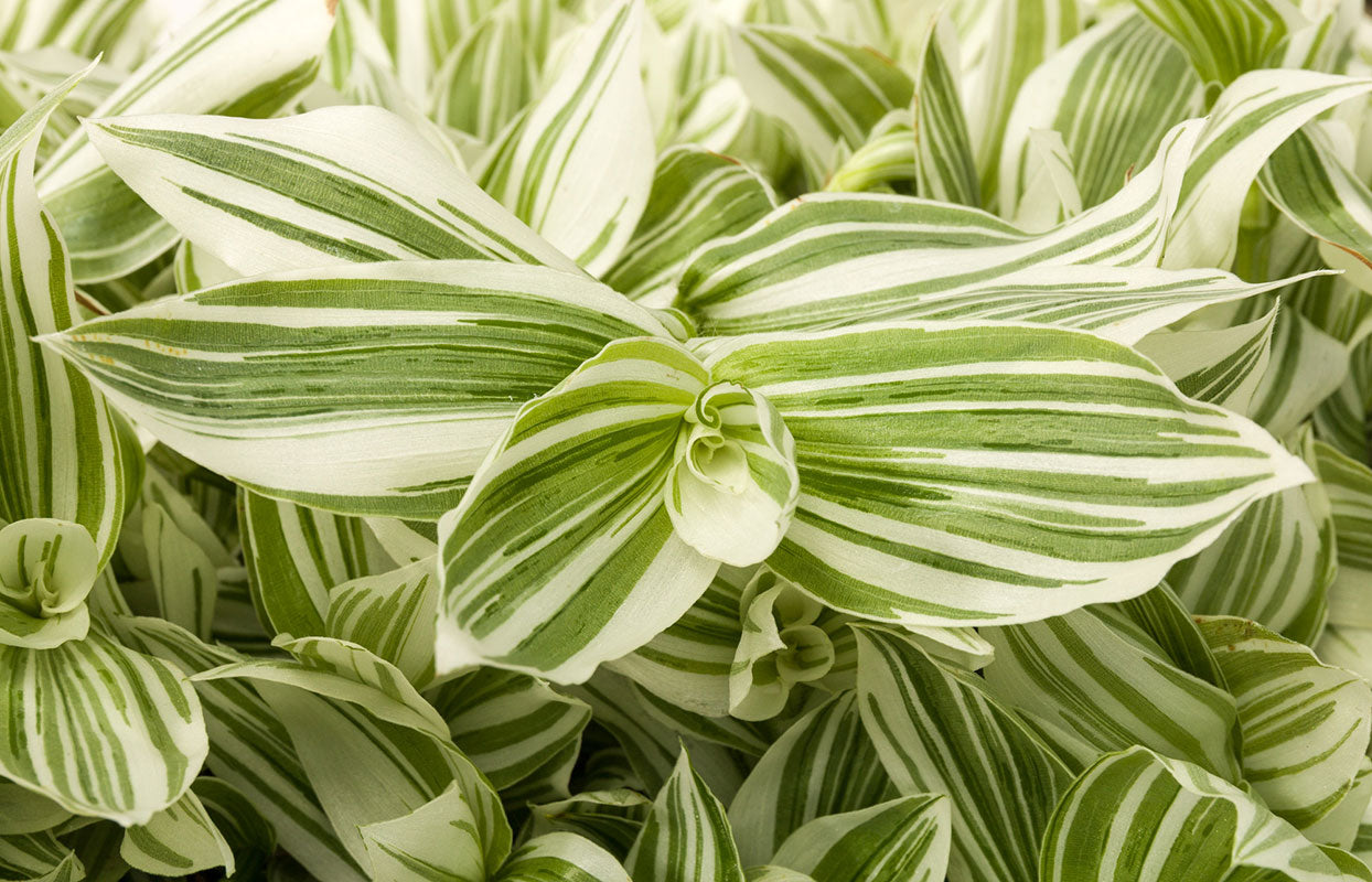 4" Tradescantia White Pistachio plant photo