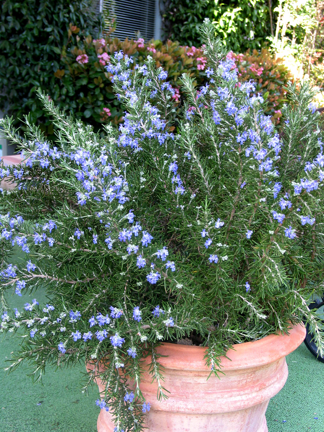 Rosemary Chef&