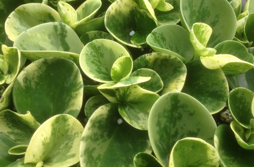 6" Peperomia Marble plant photo