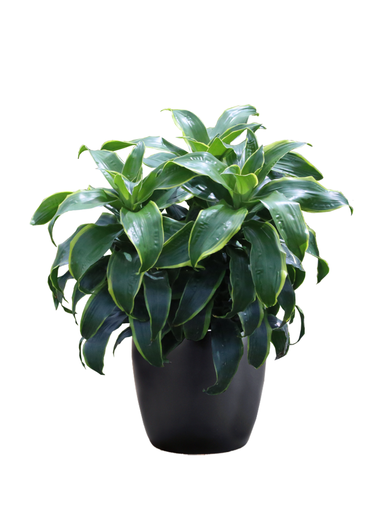 10" Dracaena Art plant photo
