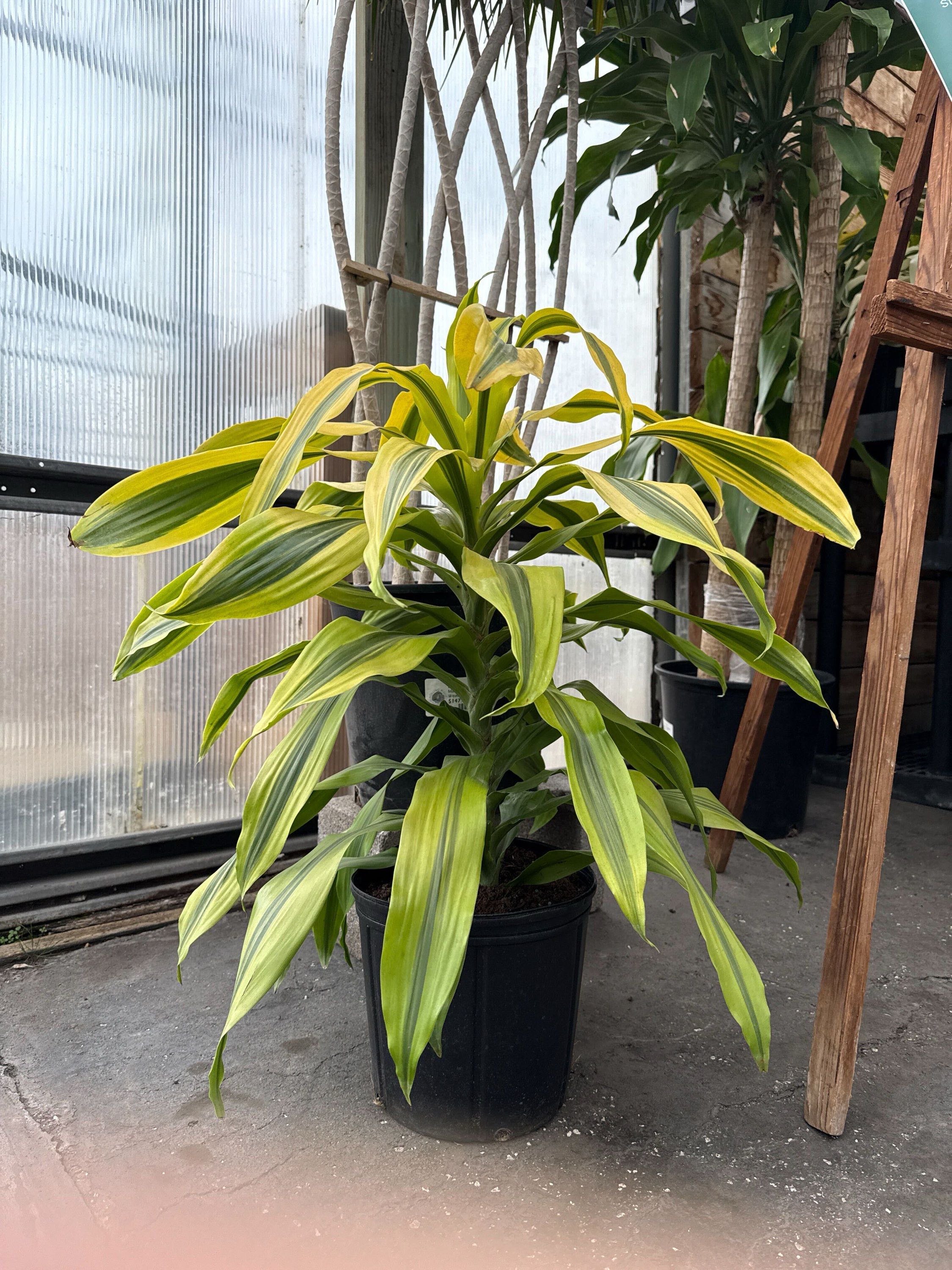 10" Dracaena Kristi