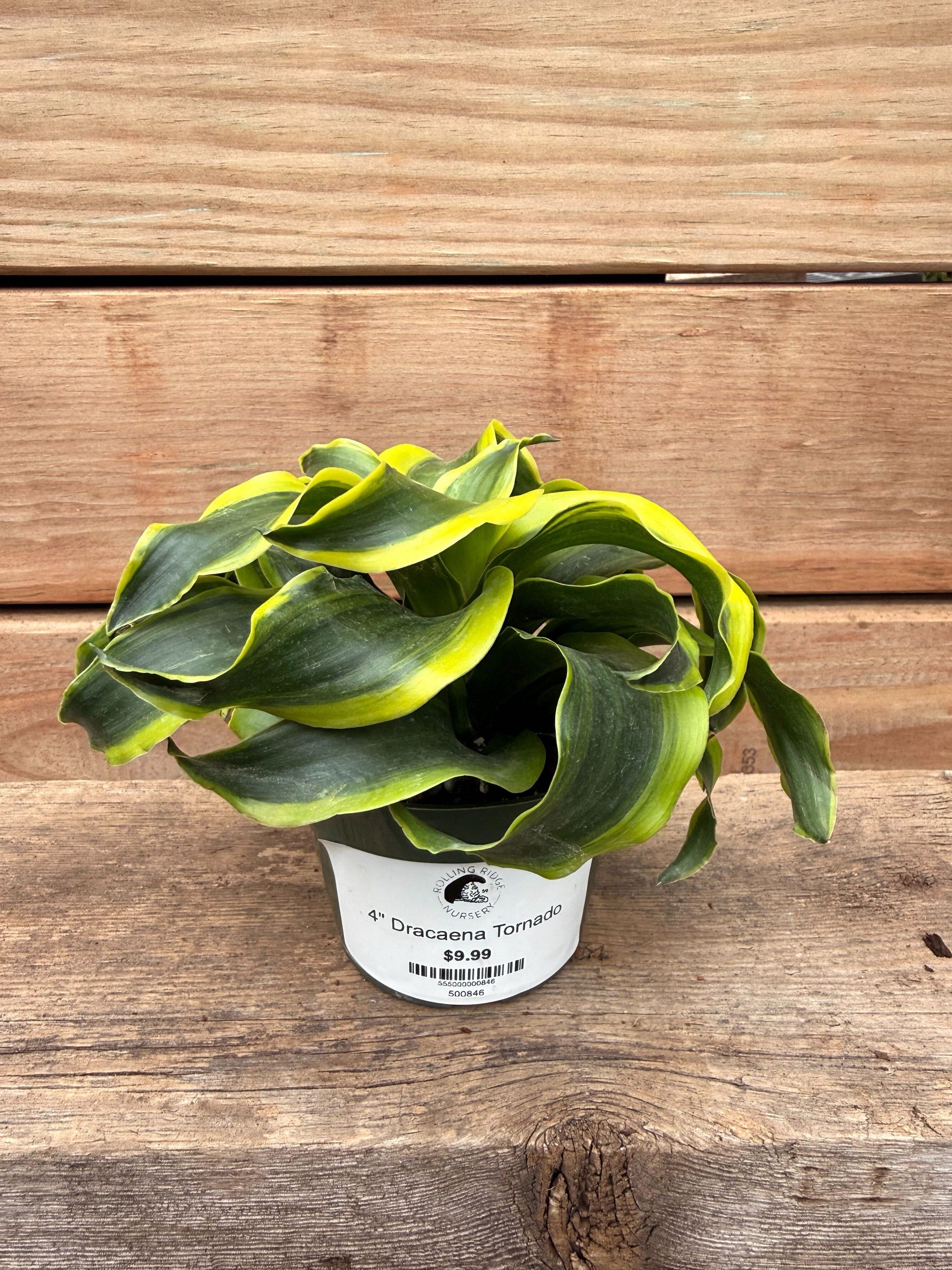 4" Dracaena Tornado