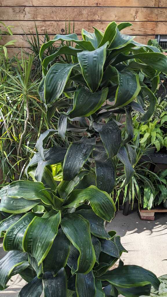 Dracaena Dorado Cane
