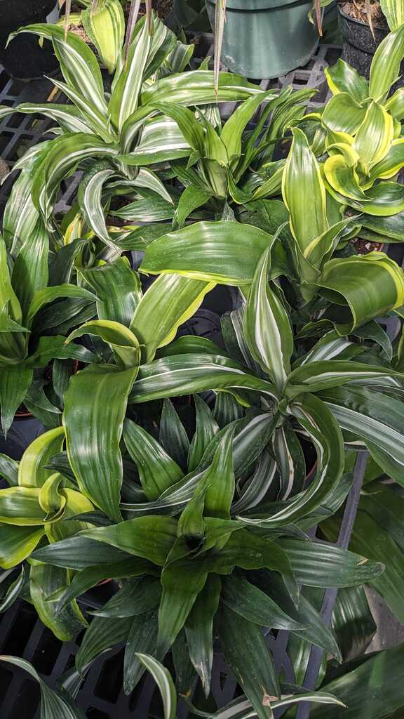 Dracaena Dragon
