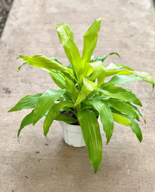 Dracaena Limelight plant photo
