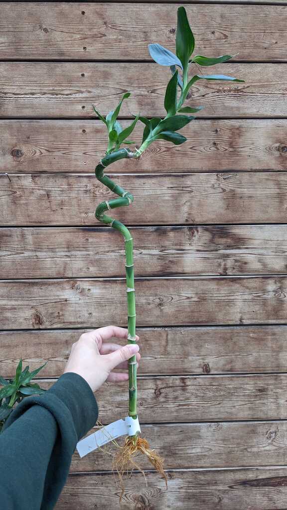 Dracaena Lucky Bamboo