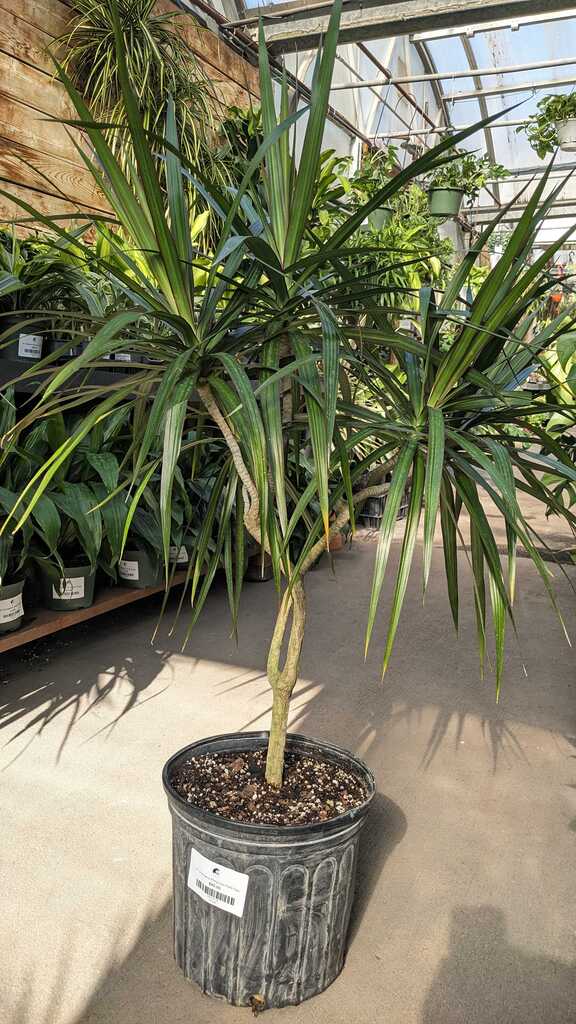 Dracaena Marginata Wabi Sabi