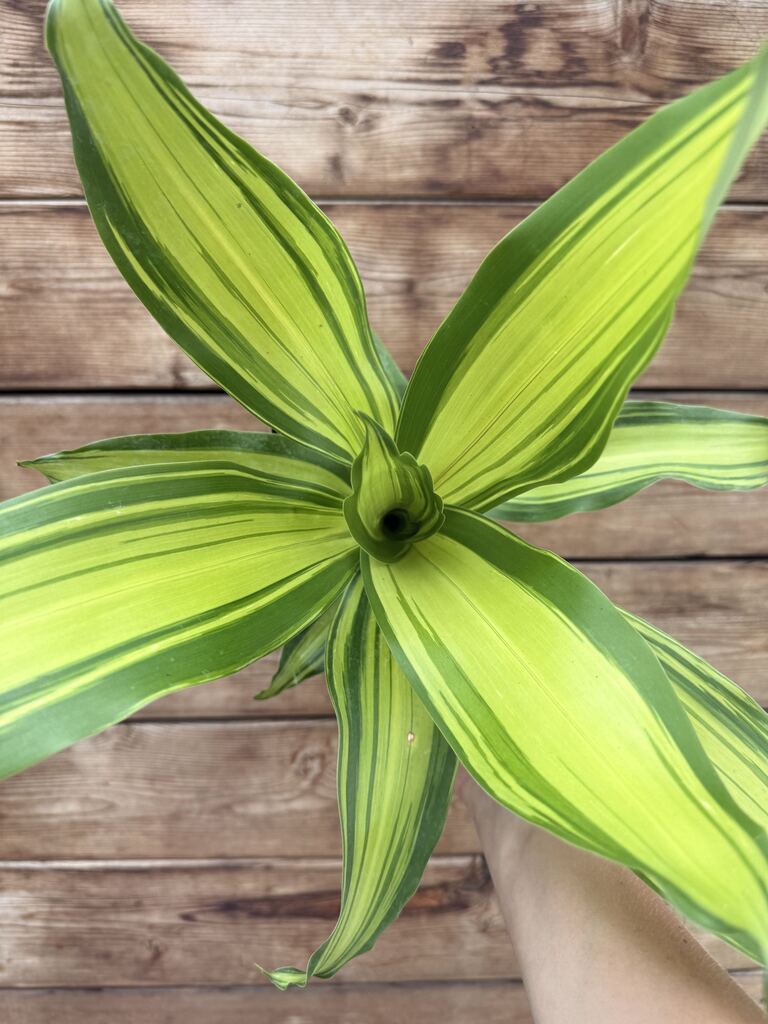 Dracaena Marley