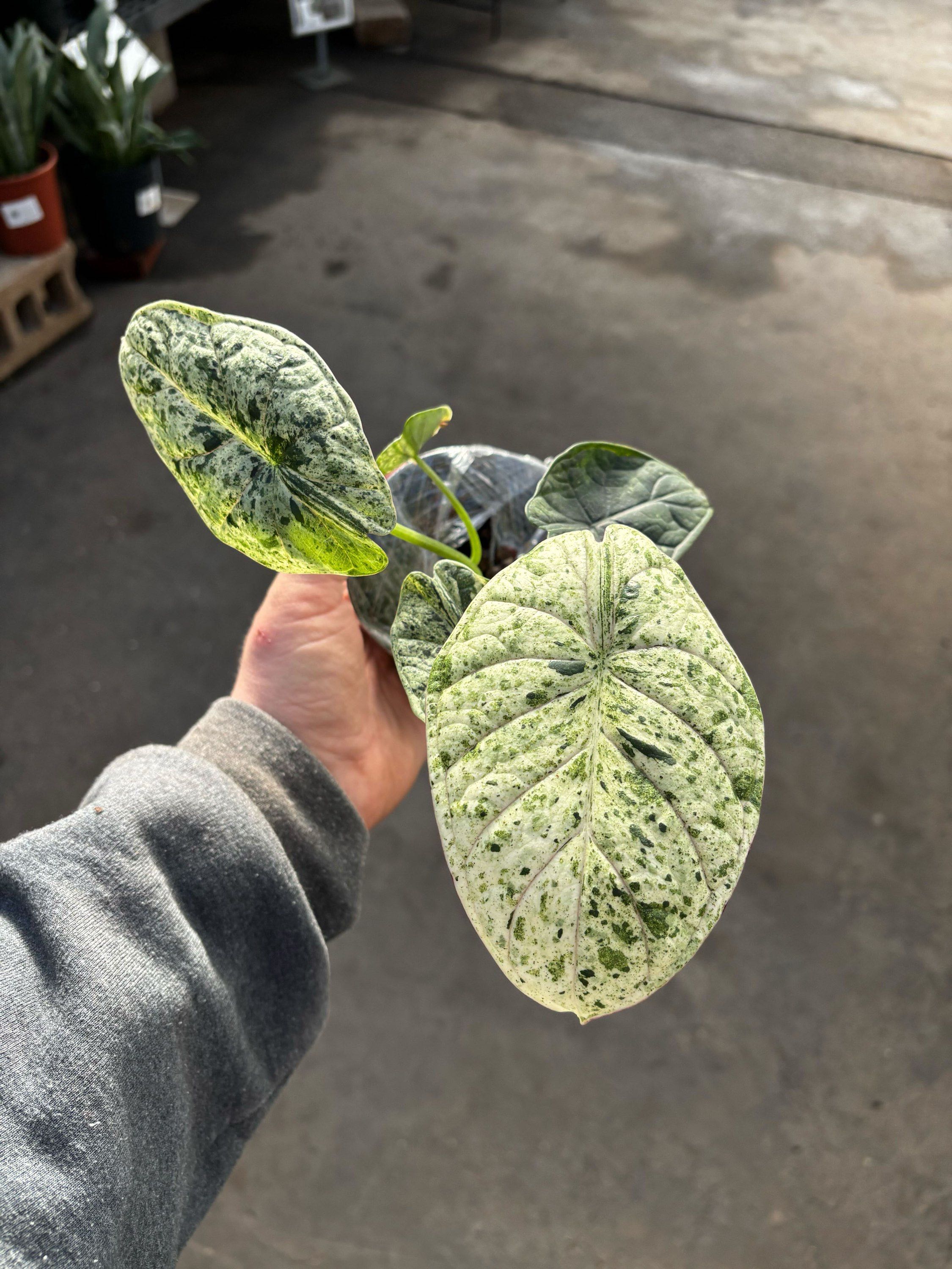 4" Alocasia Dragon Scale Mint