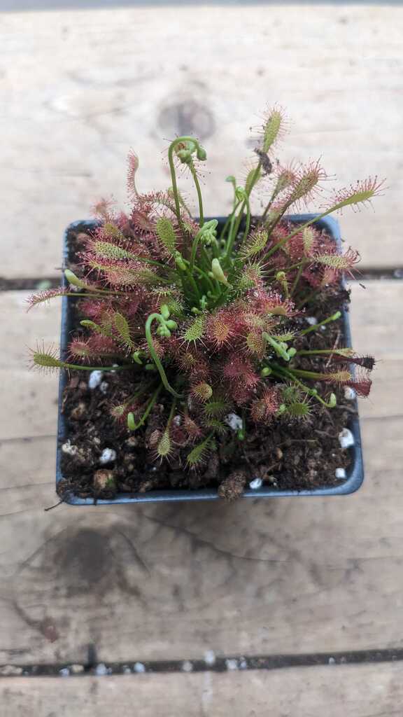 Drosera Intermedia