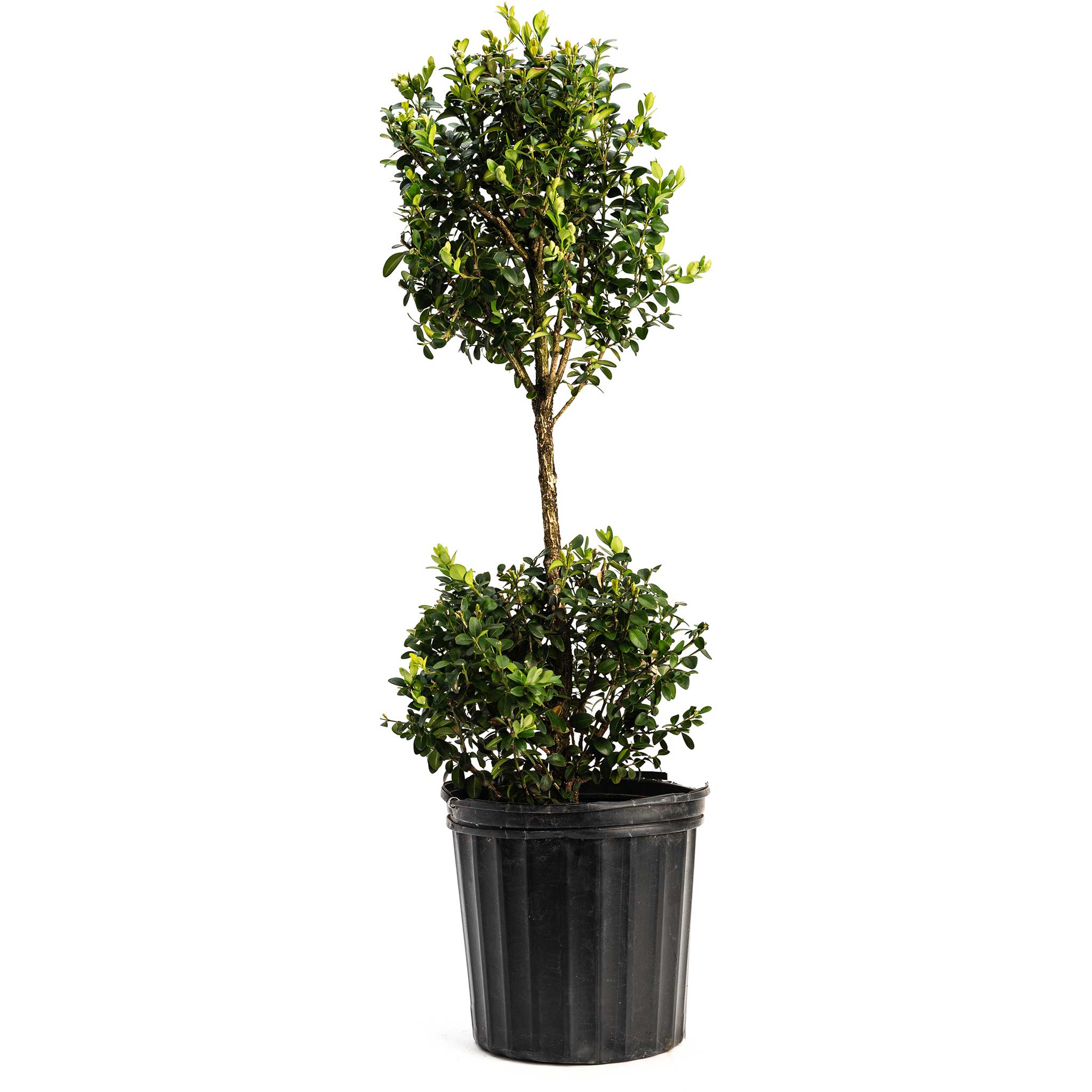 Boxwood &