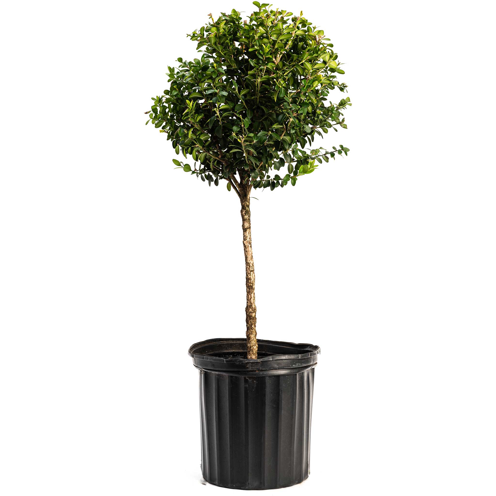 Boxwood &