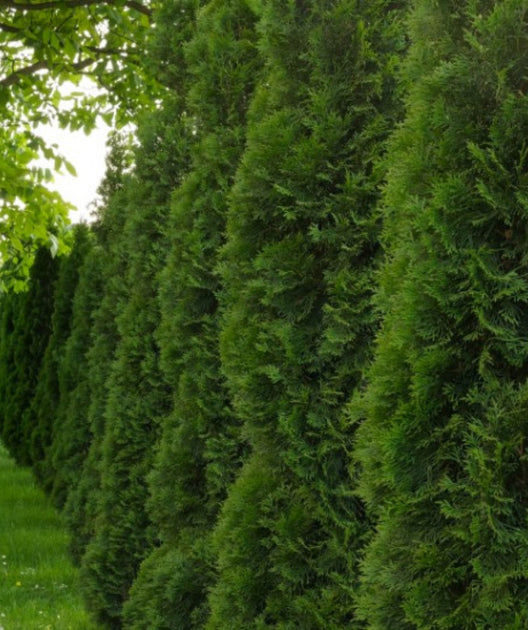 Arborvitae &