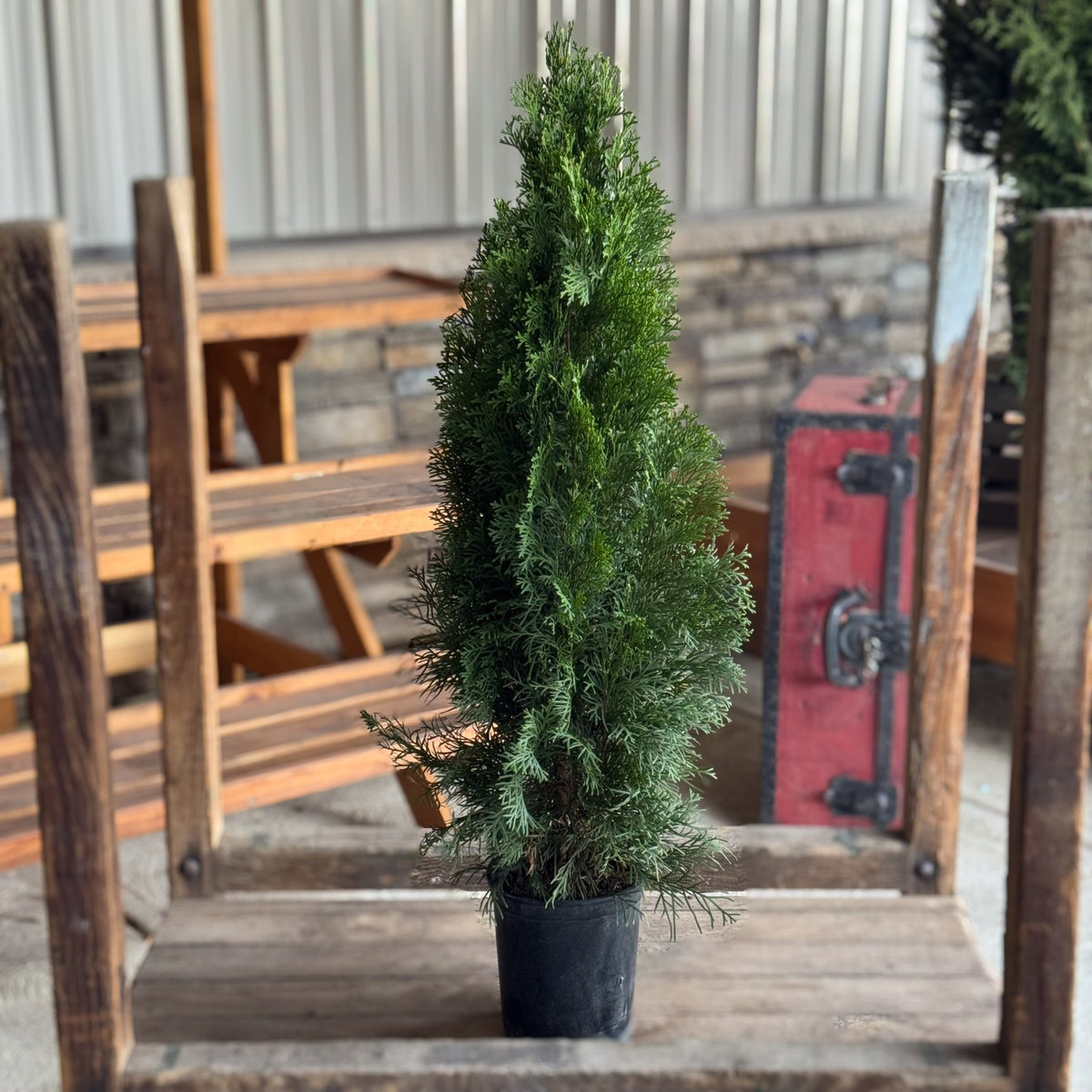 Arborvitae &