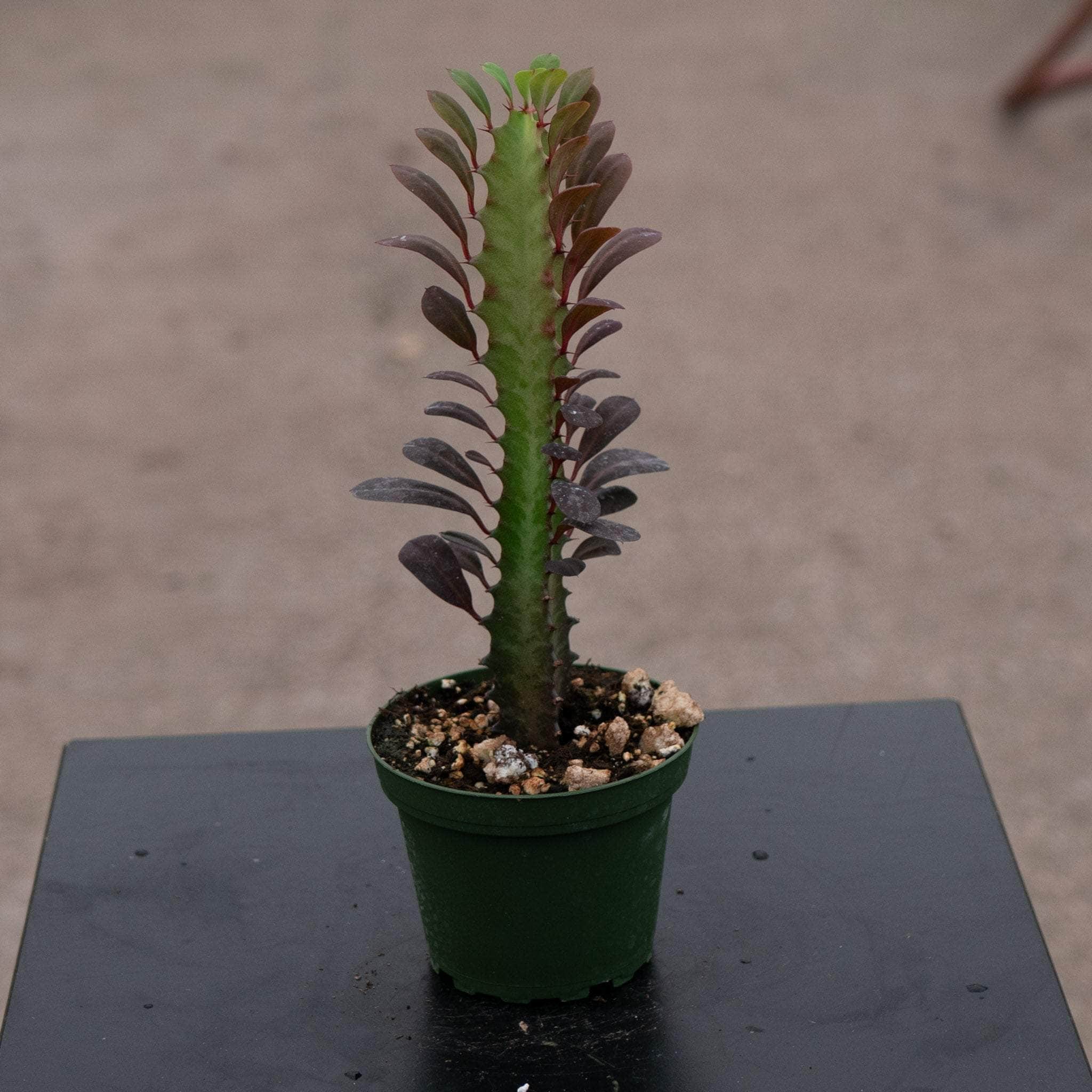 6" Euphorbia Trigona Red plant photo