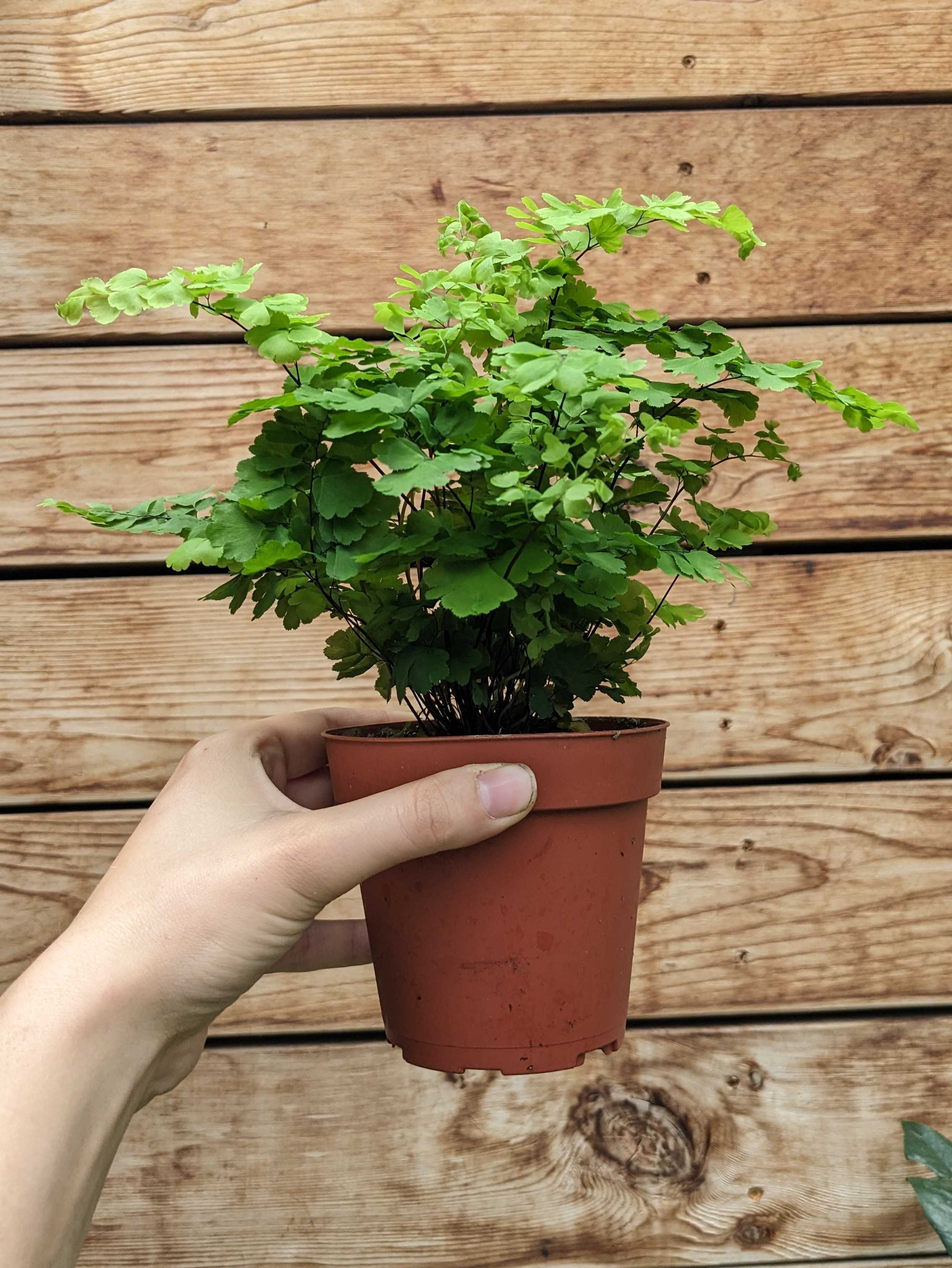 Fern Pacific Maidenhair