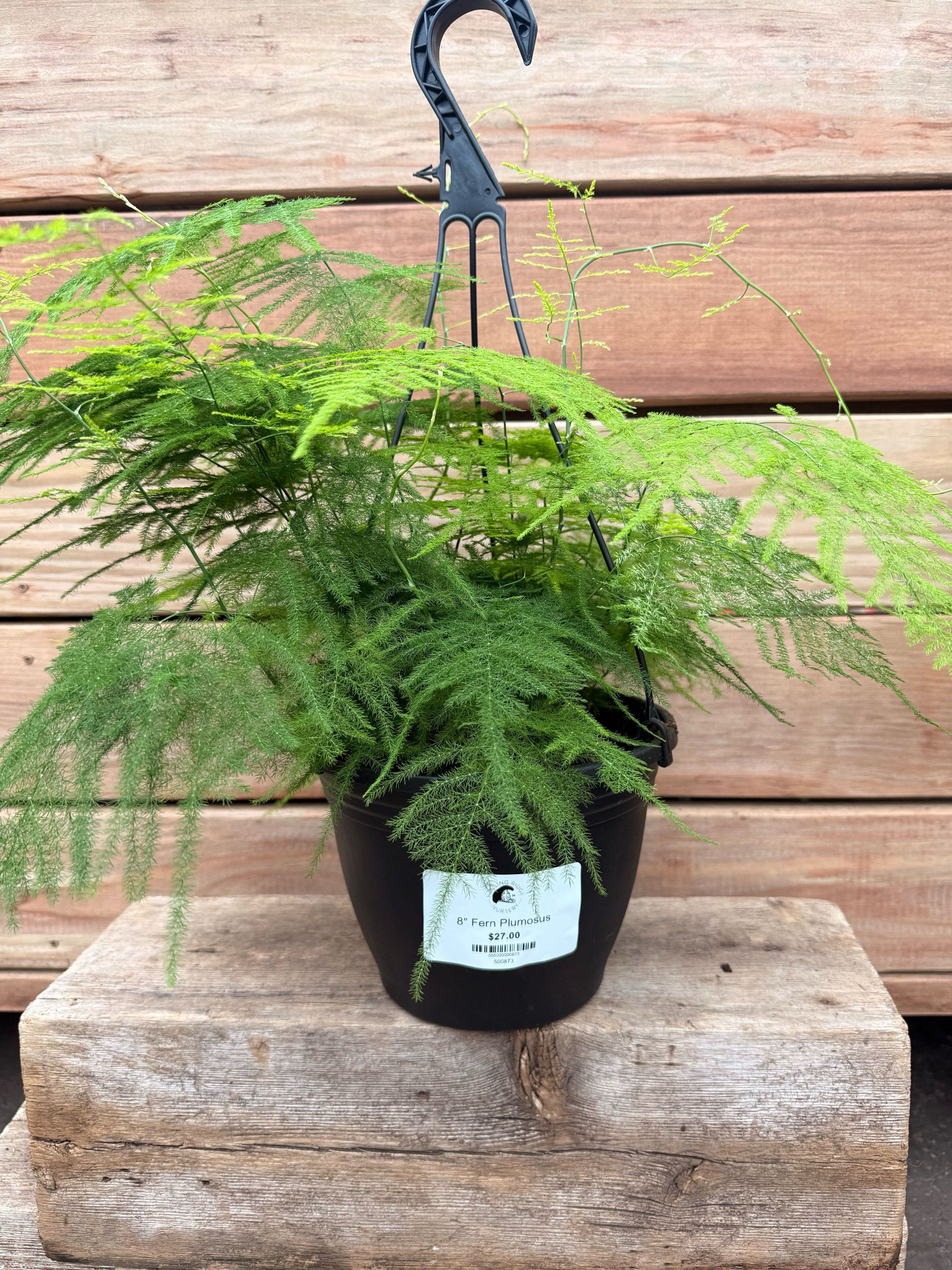 8" Fern Plumosus