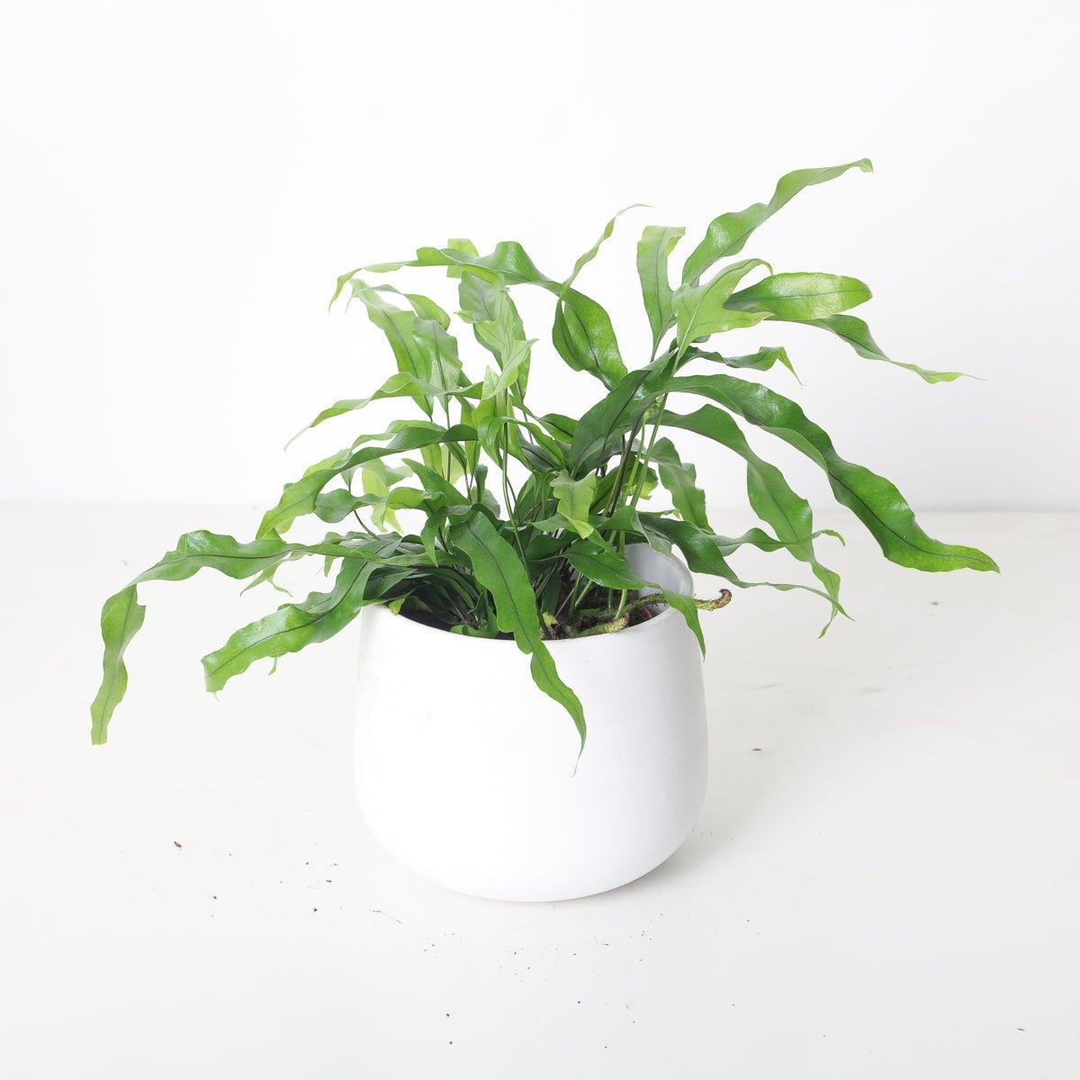 Fern Kangaroo Paw plant photo