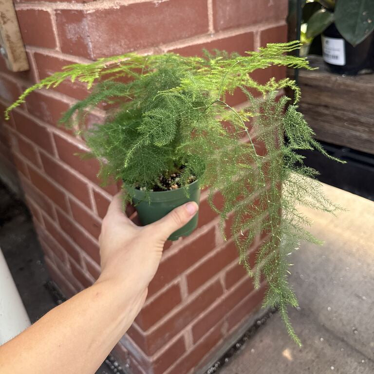 Fern Plumosa