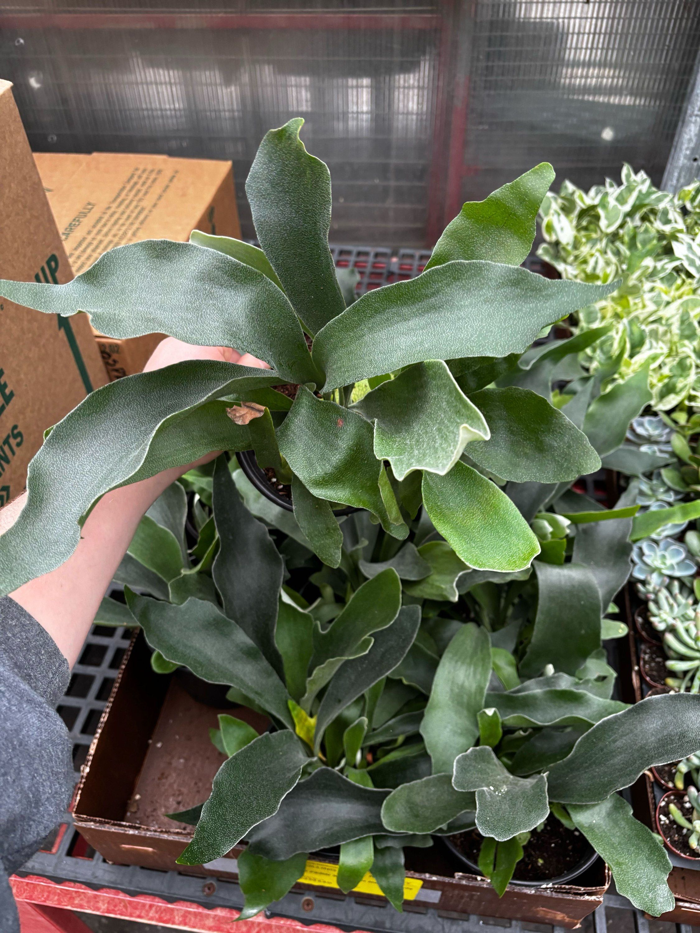 Fern staghorn small
