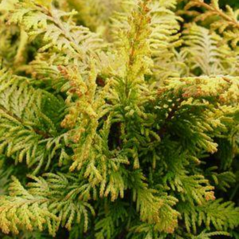 False Cypress &