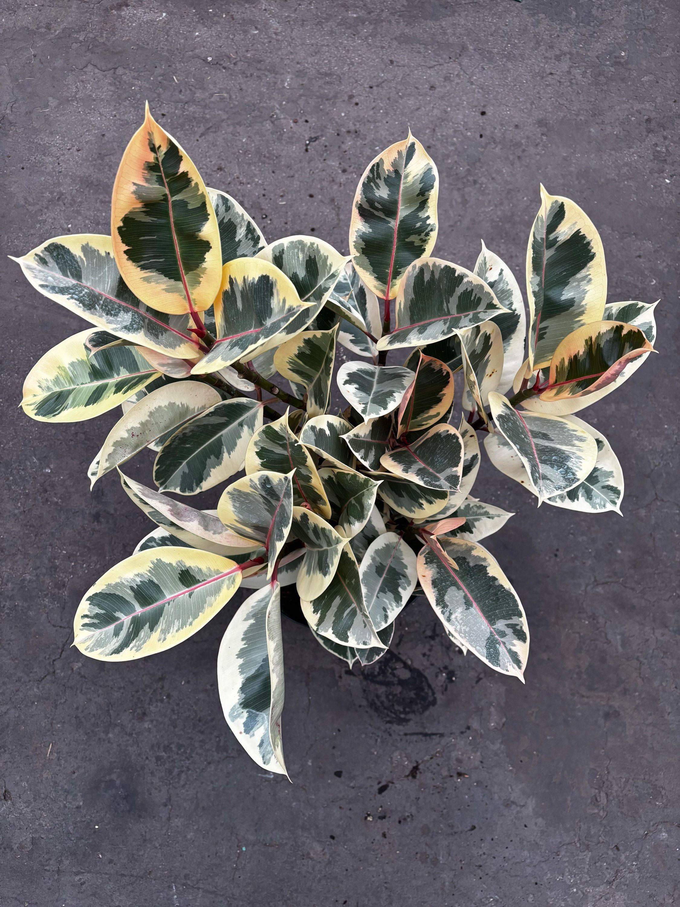 10" Ficus Tineke Std plant photo