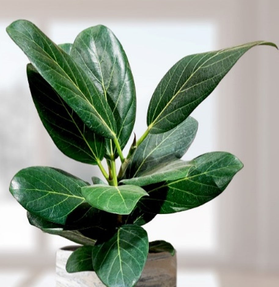 Ficus Audrey Std plant photo