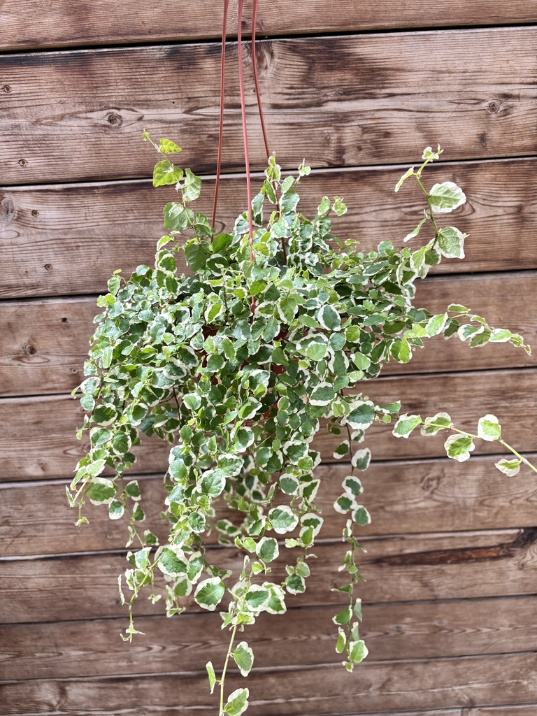 Ficus Repens