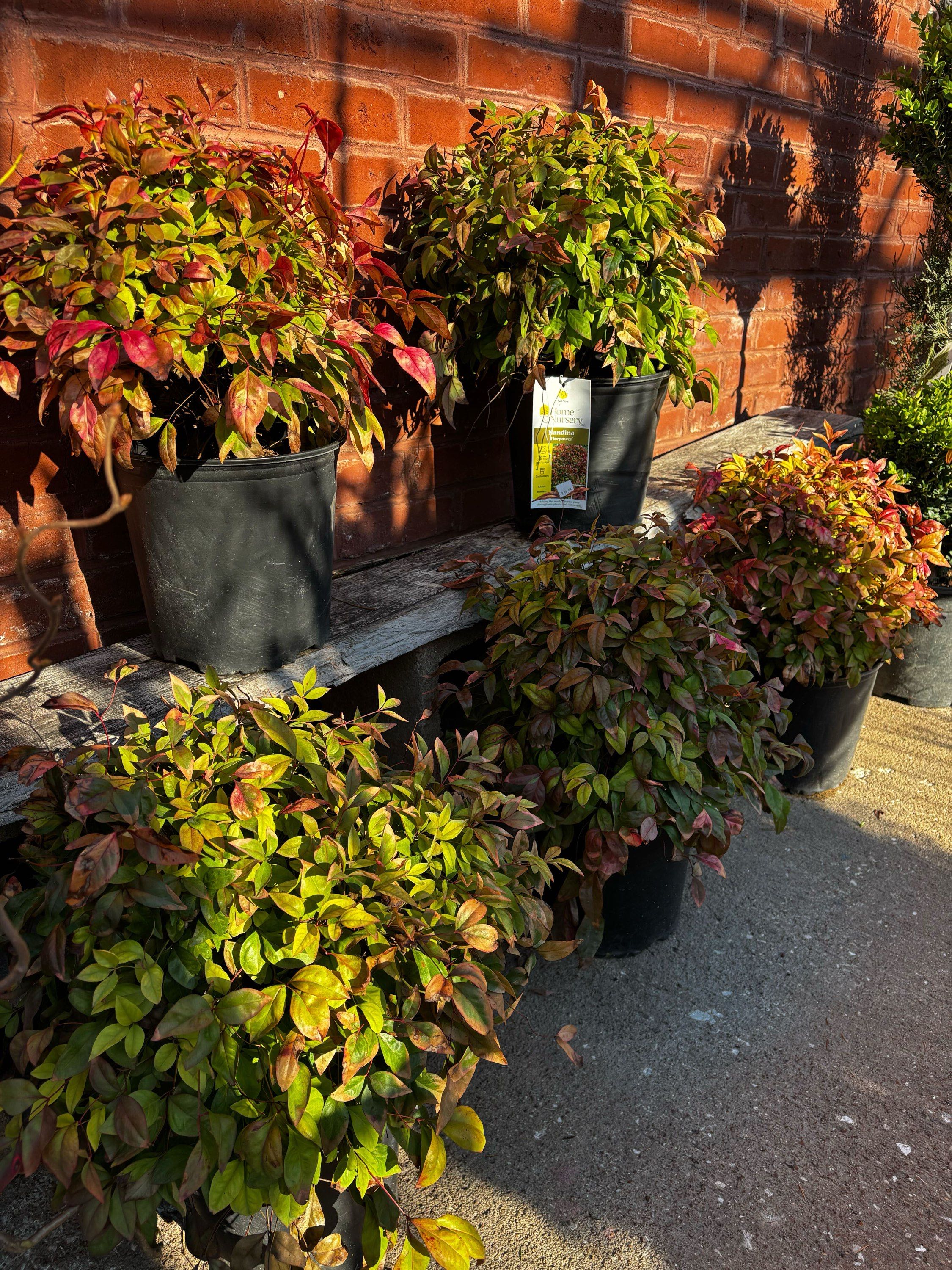 Nandina &