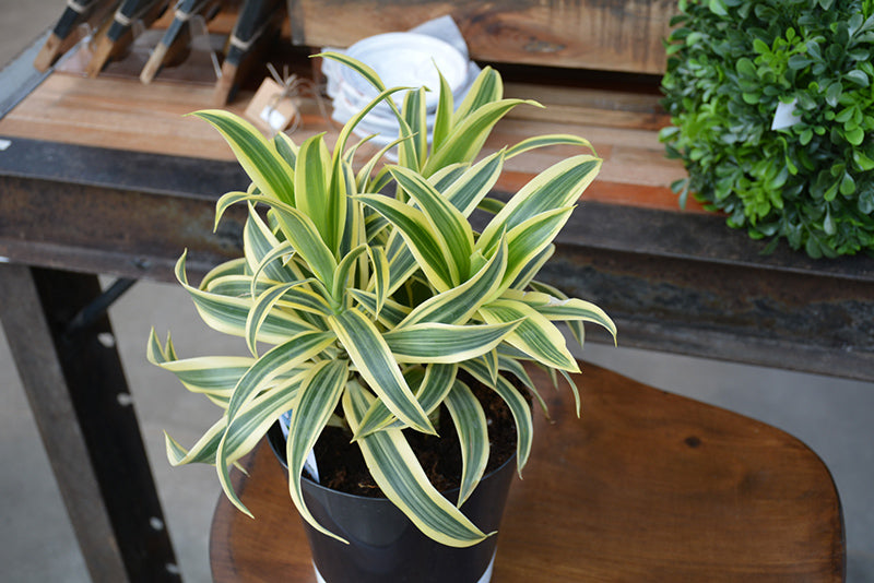10" Dracaena Reflexa Song of India