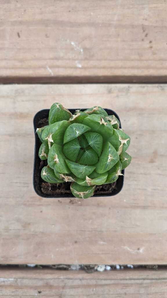 Haworthia Cooperi
