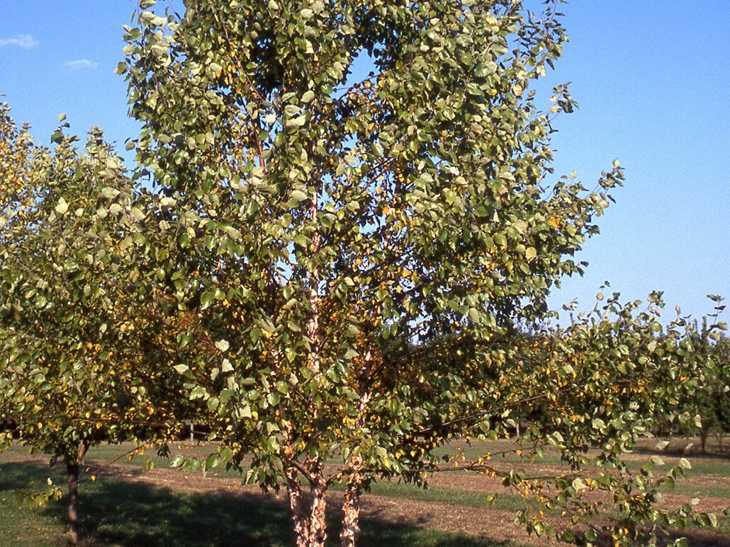 Birch &