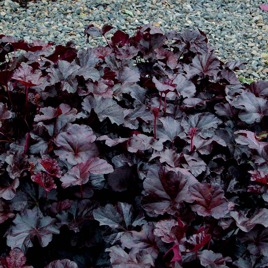 Heuchera Obsidian 1 gal plant photo