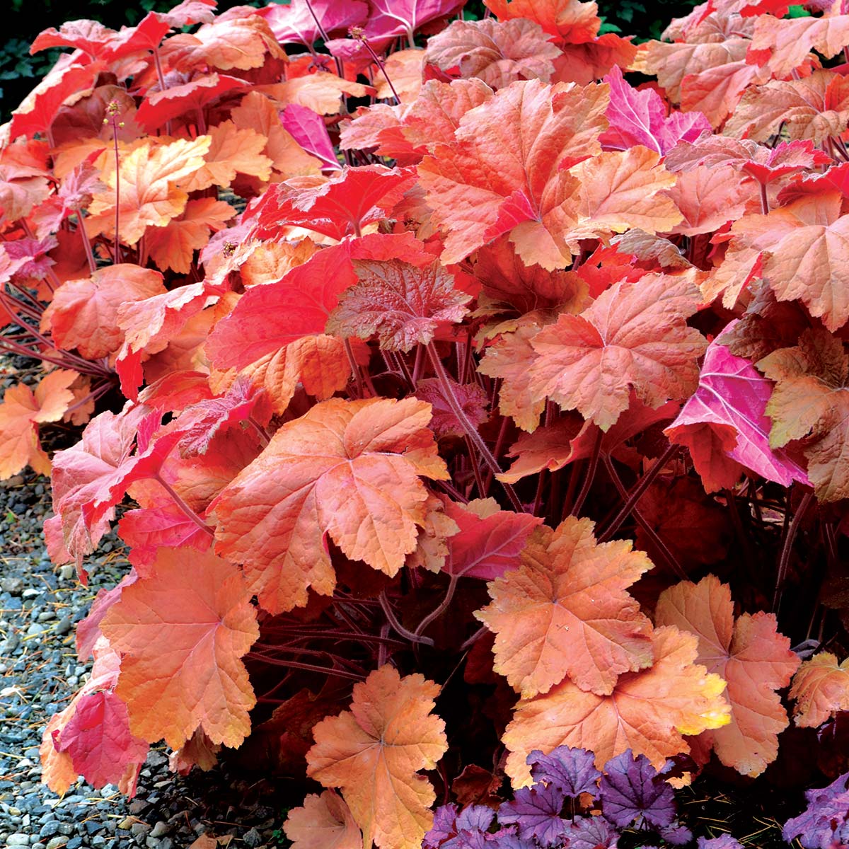 Heuchera Southern Comfort 1 gal plant photo