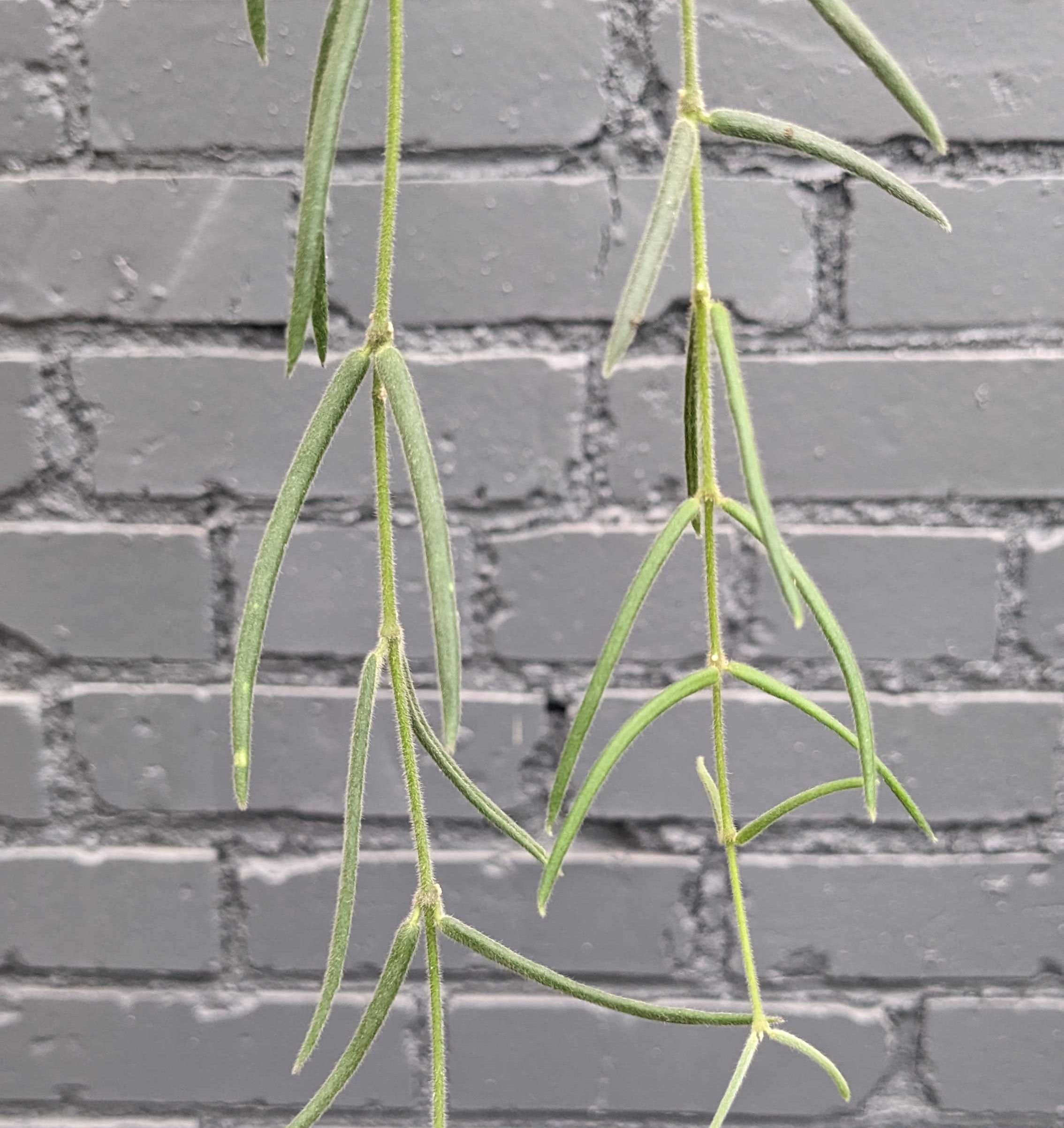 Hoya linearis