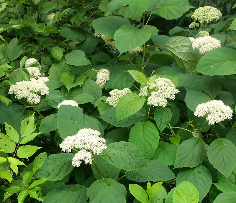 Native Hydrangea