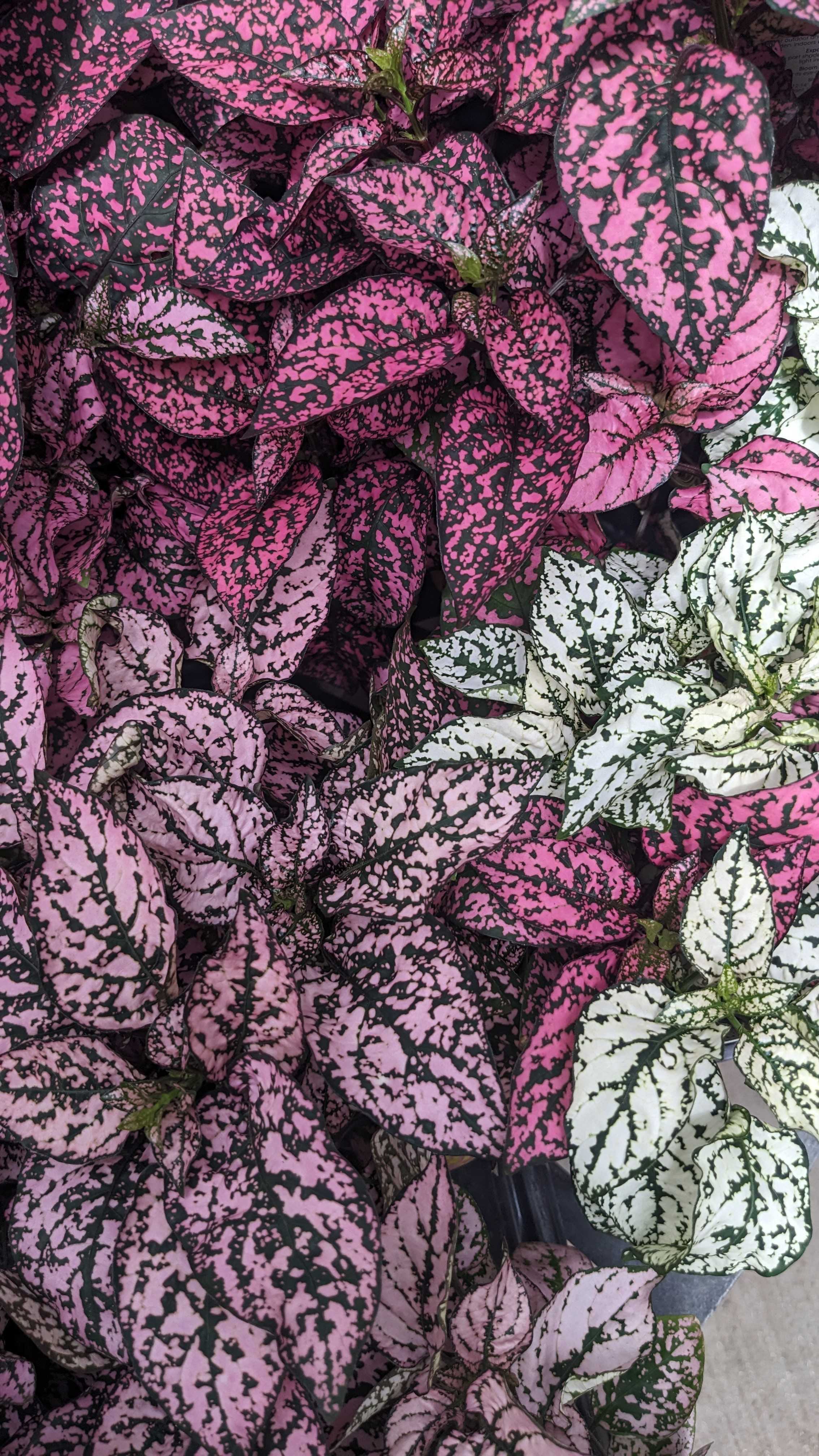 Hypoestes