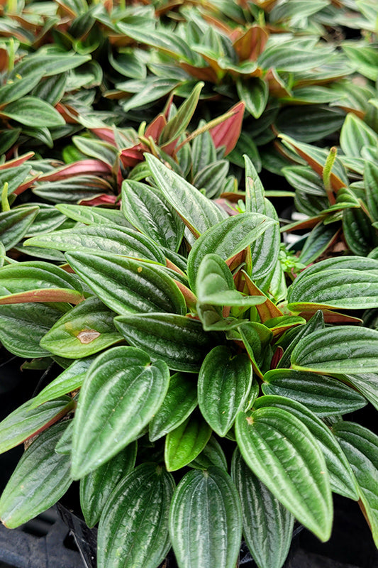 4" Peperomia Rosso