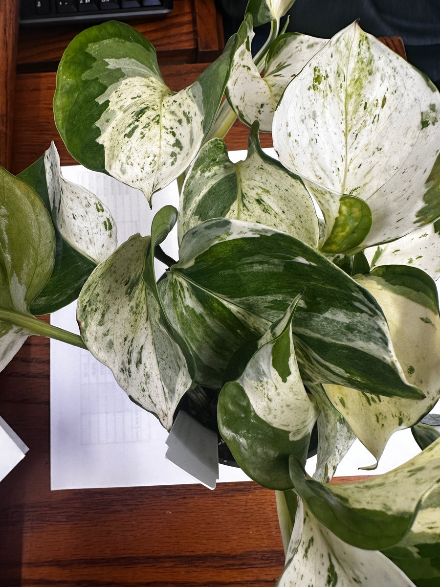 4" Pothos Manjula plant photo