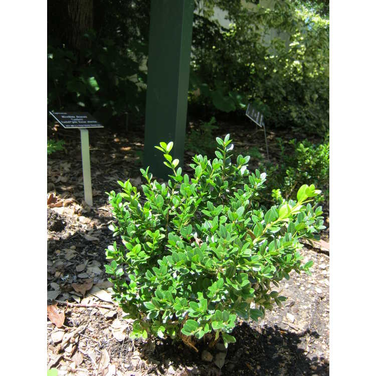 Boxwood &