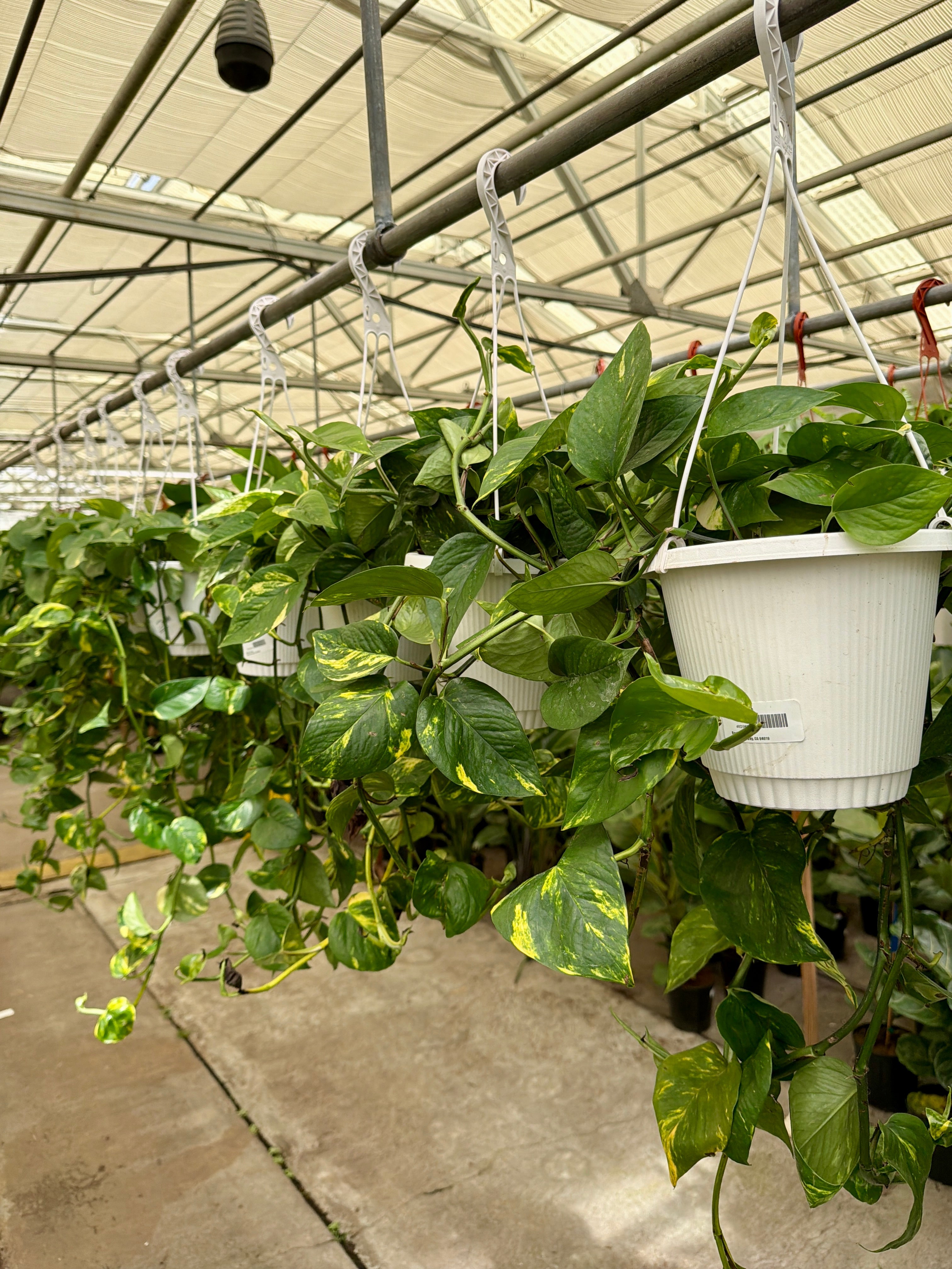 8" Pothos plant photo
